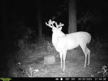 Whitetail Deer Antler Development