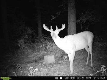 Whitetail Deer Antler Development