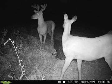 Whitetail Deer Antler Development