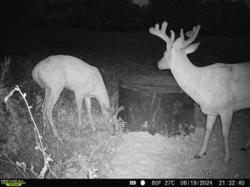 Whitetail Deer Antler Development