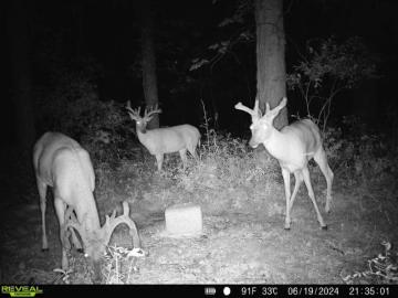 Whitetail Deer Antler Development