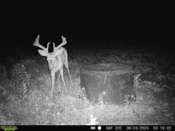 Whitetail Deer Antler Development