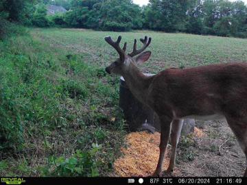 Whitetail Deer Antler Development