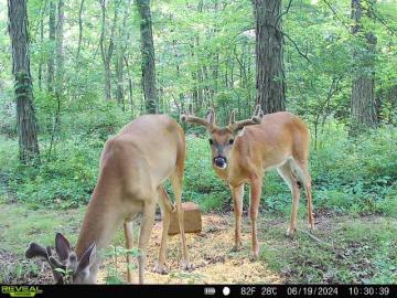 Whitetail Deer Antler Development