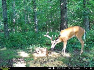 Whitetail Deer Antler Development
