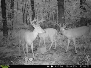 Whitetail Deer Antler Development