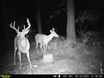 Whitetail Deer Antler Development