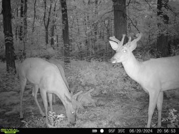 Whitetail Deer Antler Development