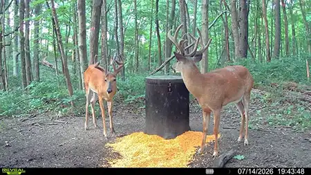 Outlook for the 2026 Deer Season in Ohio