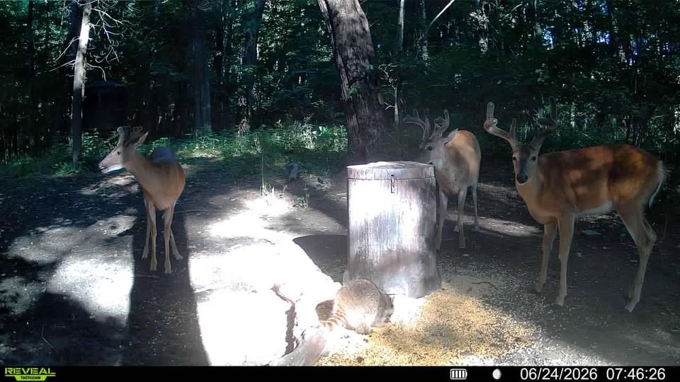 Deer Trail Cam