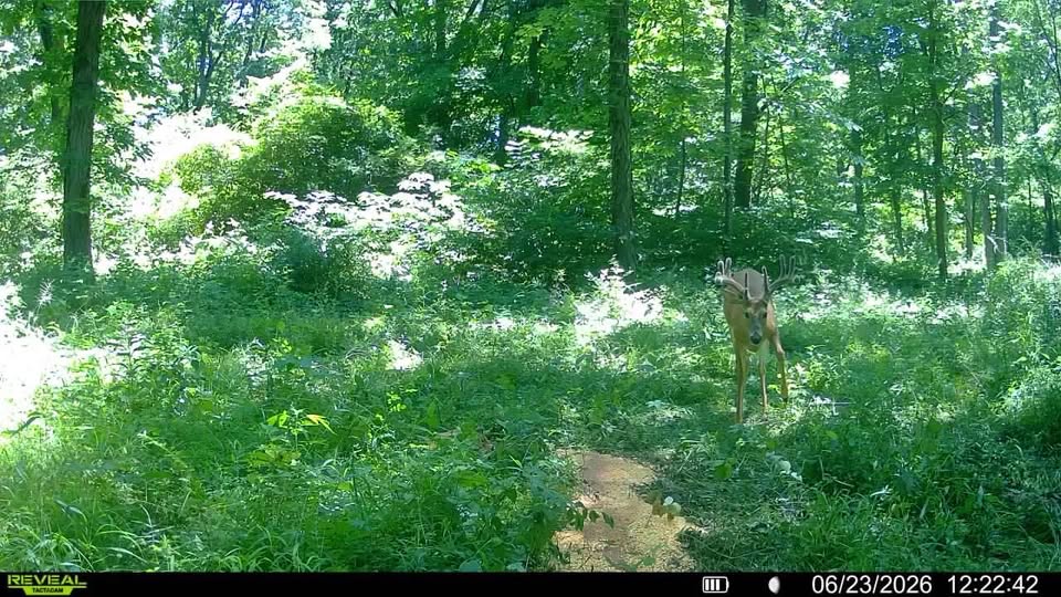 Deer Trail Camera