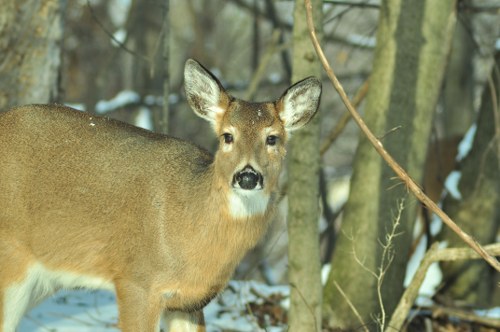 Whitetail Deer