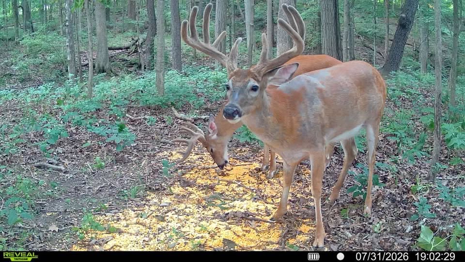 Deer Caught on Ohio Trail Camera