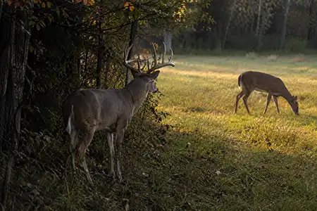 Trophy Buck Watching a Doe in Ohio