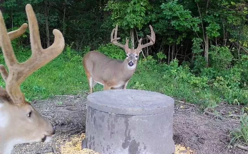 Ohio Deer Hunting Trail Cameras