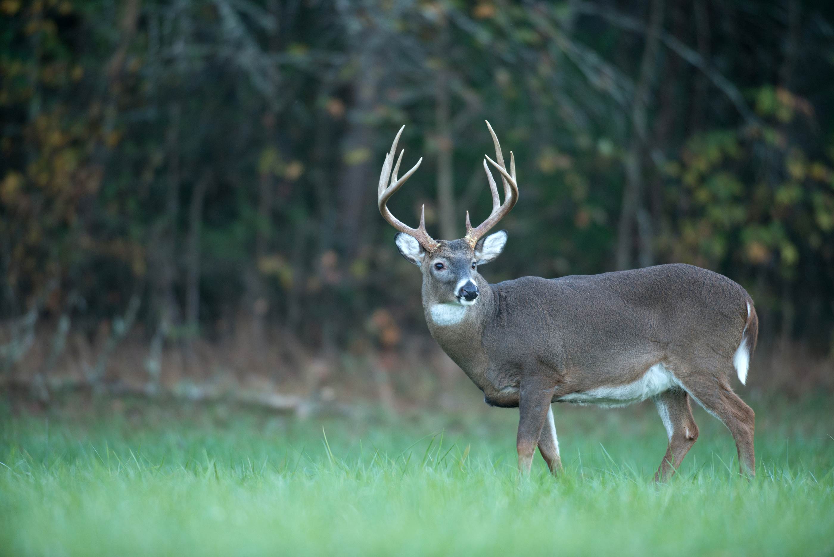 Whitetail Deer Hunting
