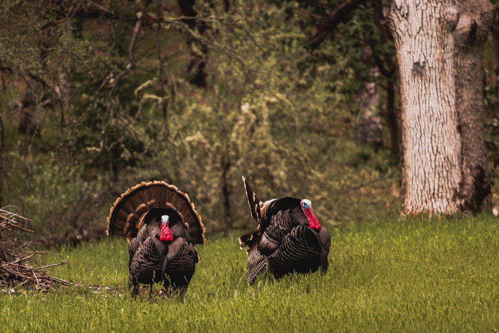 Affordable DIY Turkey Hunting in Ohio