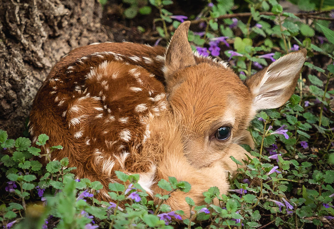Whitetail Deer Birth and Early Development in Ohio