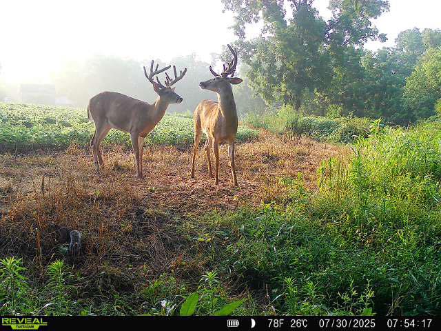 Late Summer before Deer Season in Ohio