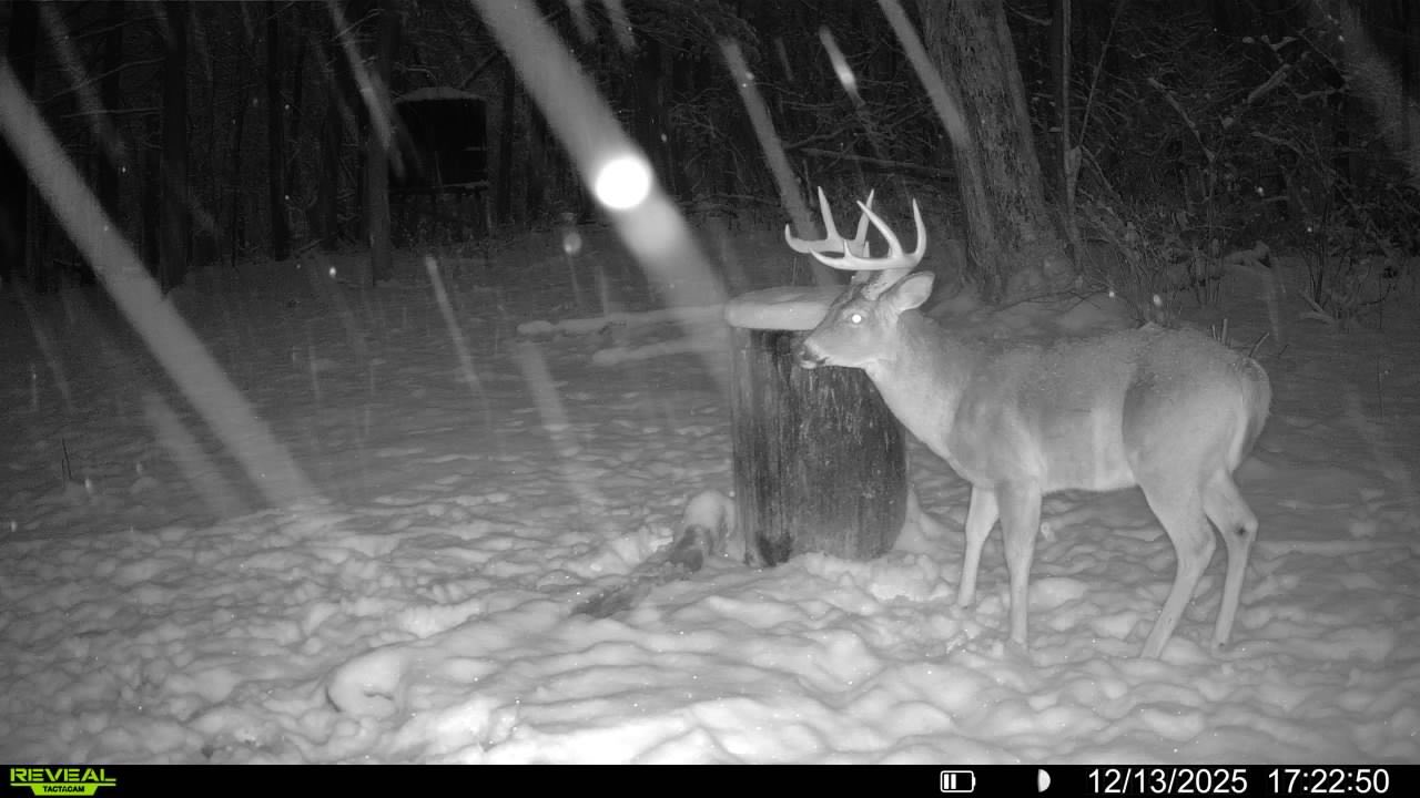 Ohio Whitetails and the Heart of Winter