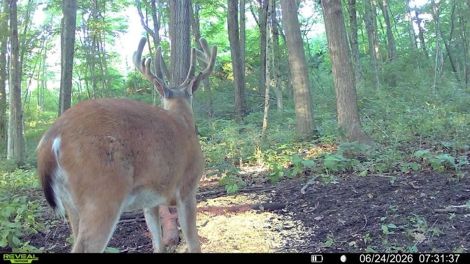 Using Trail Cameras for Deer Hunting